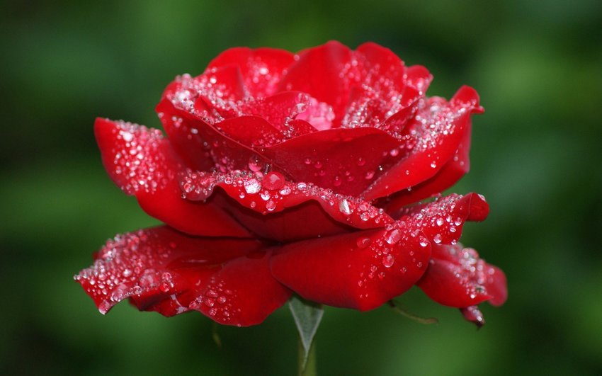 عکس گل سرخ زیبا برای پروفایل